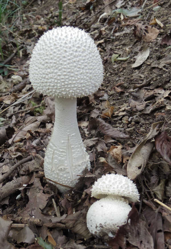 湘南平のシロオニタケ