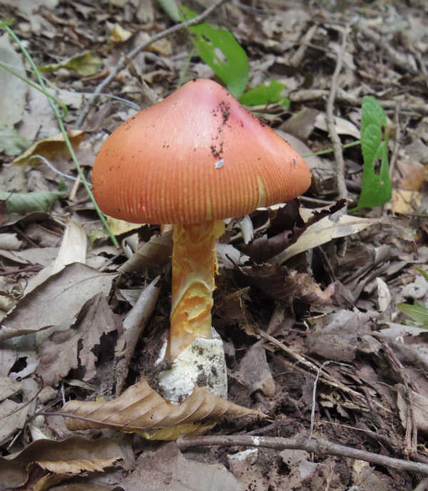 湘南平のタマゴタケ