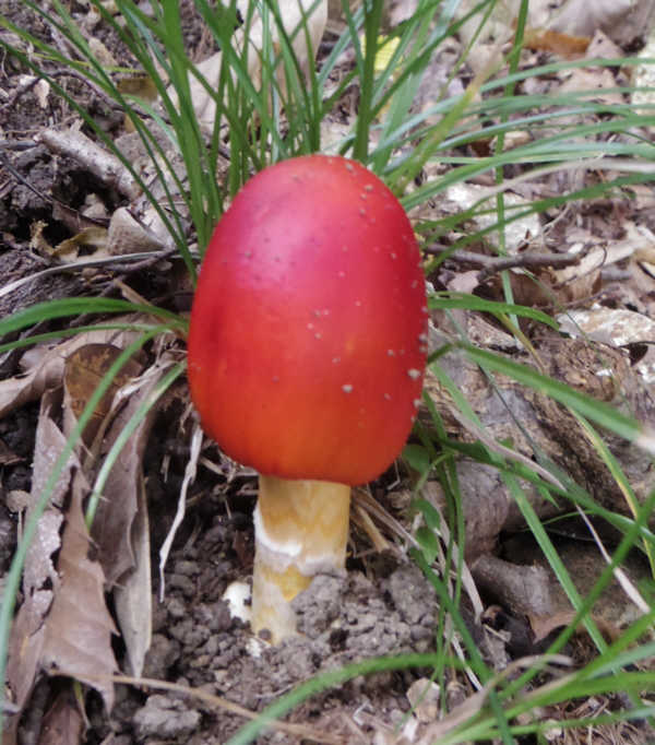 湘南平のタマゴタケ