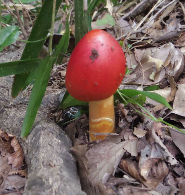 湘南平のタマゴタケ