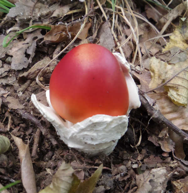 湘南平のタマゴタケ