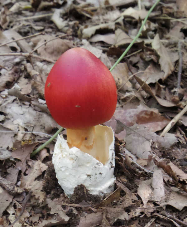 湘南平のタマゴタケ