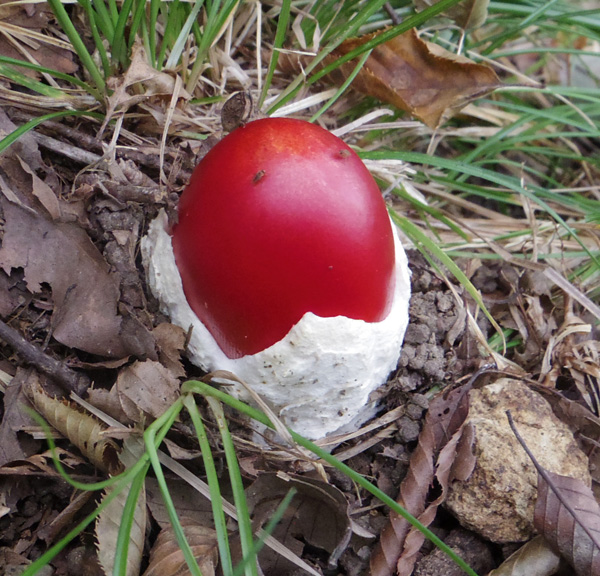 大山のタマゴタケ