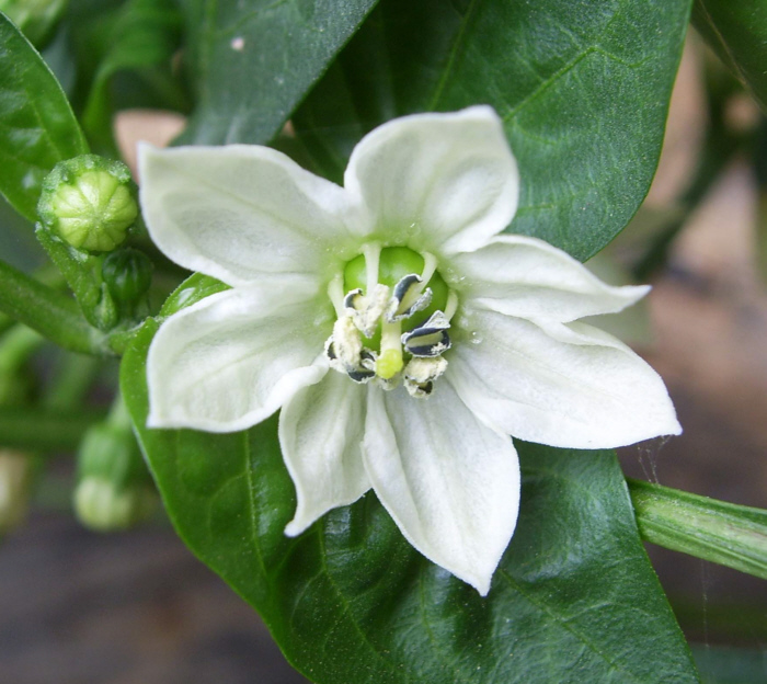 トウガラシの花