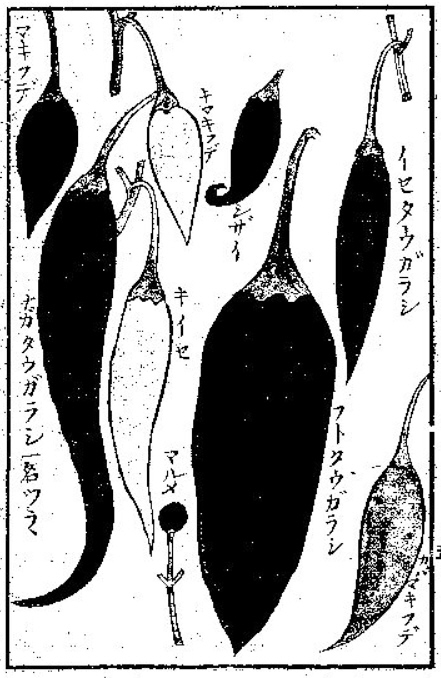 伊藤圭介　「蕃椒図説」