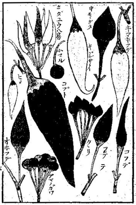 伊藤圭介　「蕃椒図説」