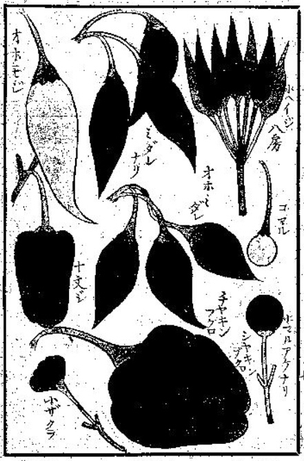 伊藤圭介　「蕃椒図説」