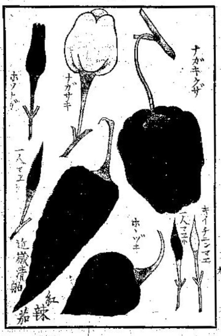 伊藤圭介　「蕃椒図説」