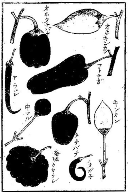 伊藤圭介　「蕃椒図説」