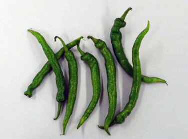 伏見とうがらし