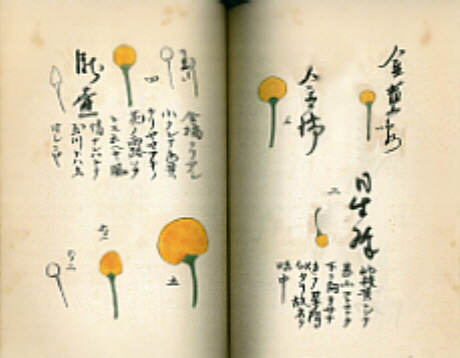 平賀源内（1728-1780年）　「蕃椒図」