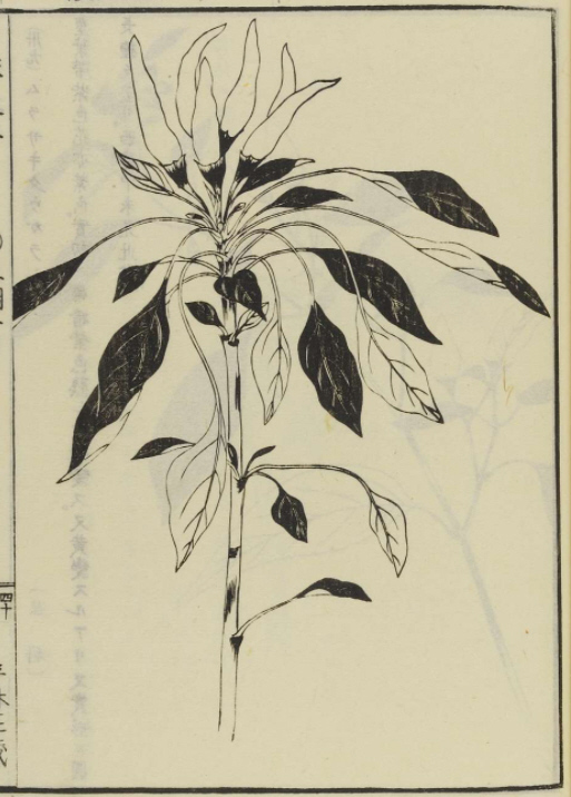 飯沼慾斎著　「草木図説」タウガラシ