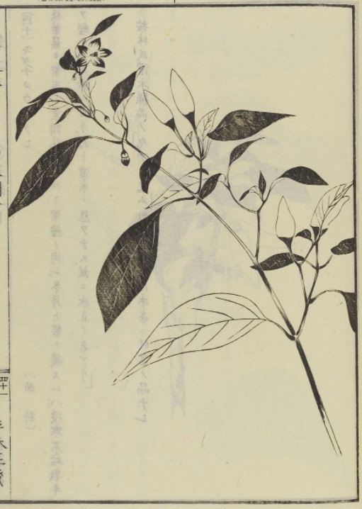 飯沼慾斎著　「草木図説」タウガラシ