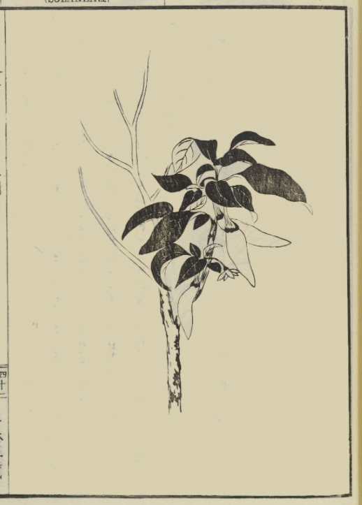 飯沼慾斎著　「草木図説」タウガラシ