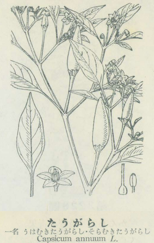 牧野富太郎著「日本植物図鑑」　たうがらし