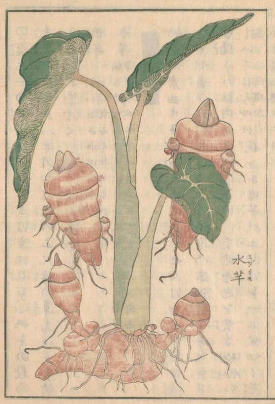 成形図説の彩色水芋
