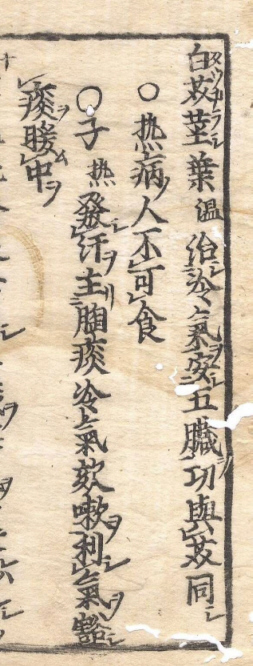 「白芥（タウカラシ」