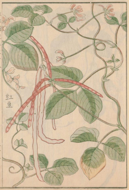 成形図説のササゲの彩色