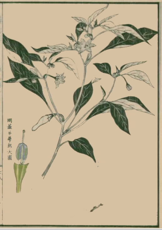 飯沼慾斎著　「草木図説