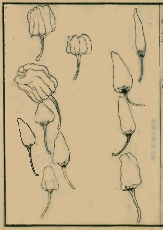 飯沼慾斎著　「草木図説」タウガラシ