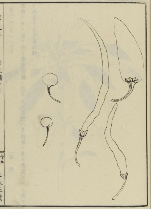 飯沼慾斎著　「草木図説」タウガラシ