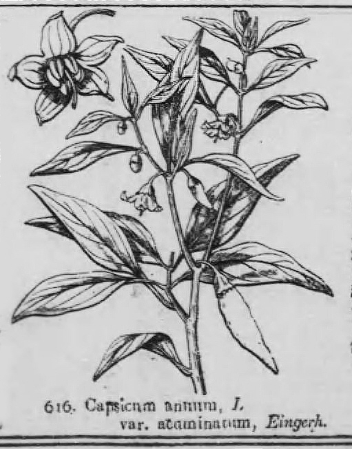 村越三千男 編大植物図鑑