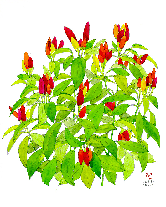 花唐辛子　正昭