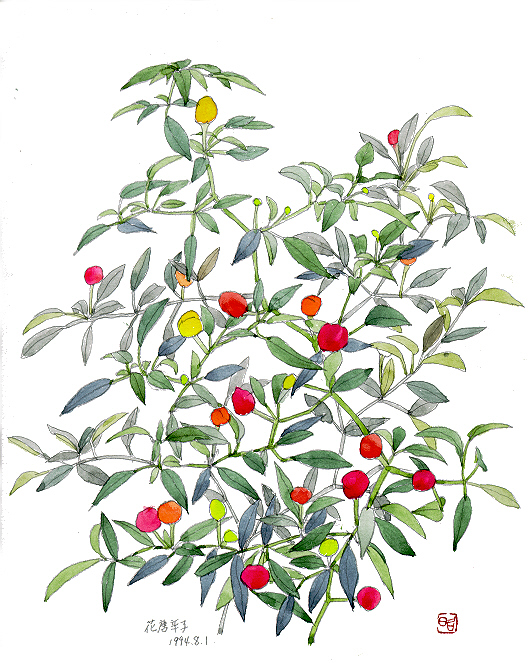 花唐辛子　正昭