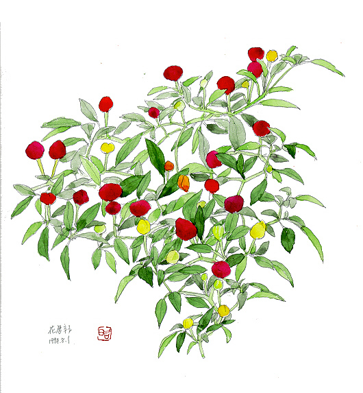 花唐辛子　正昭