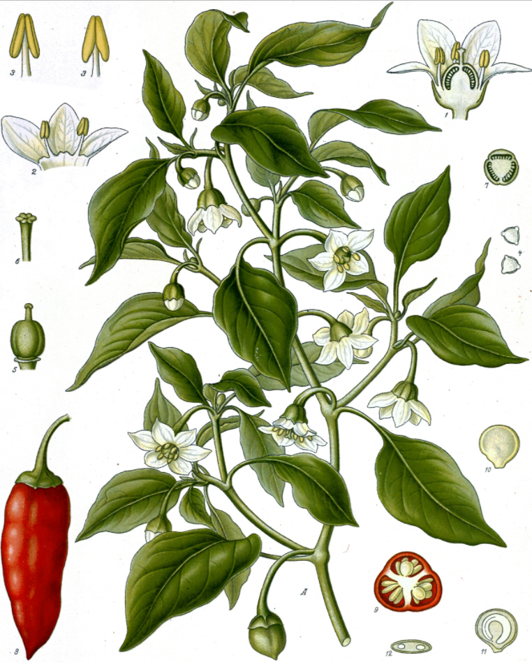 ケーラーの薬草' トウガラシ　1887