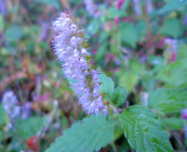 ナギタナコウジュ（薙刀香需）