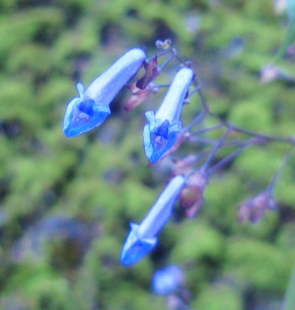 セキヤノアキチョウジ（関屋の秋丁字）