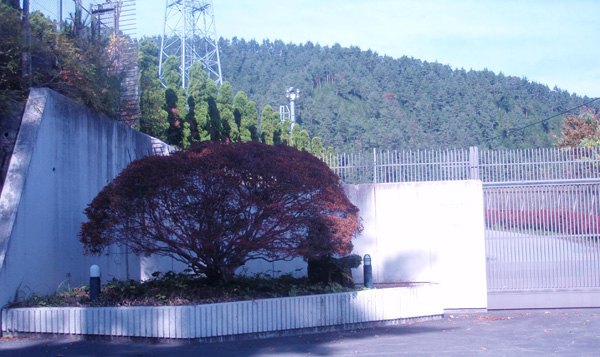 変電所前のドウダンツツジ