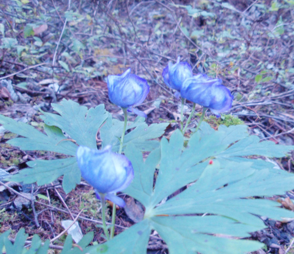トリカブト（鳥冑）