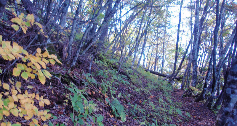 登山道の紅葉