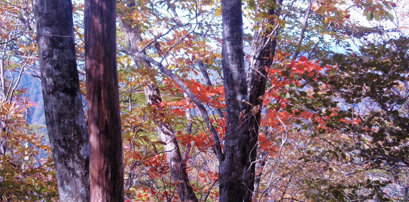 登山道の紅葉