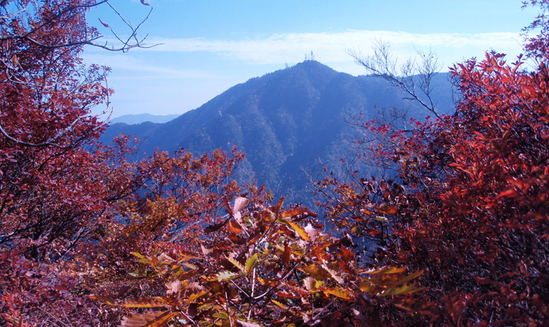 樹木の間から三ツ峠山