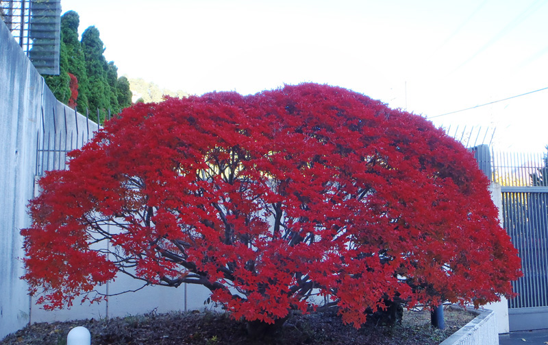 変電所前の真紅のドウダンツツジ
