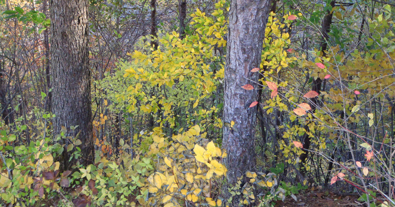 登山道のｌ紅葉