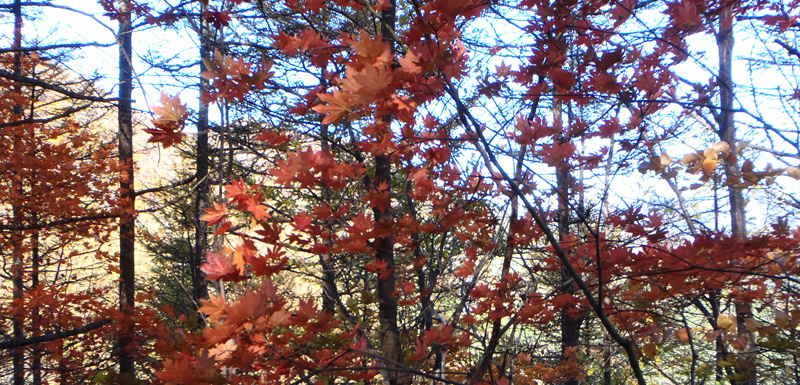登山道のｌ紅葉