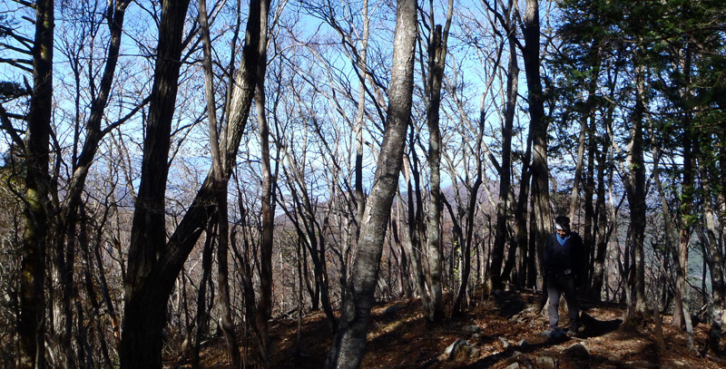 枯れ木に囲まれた登山道