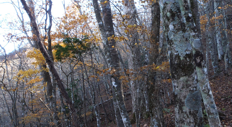 少し残っている紅葉
