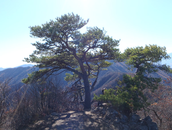清八山山頂の二本の松