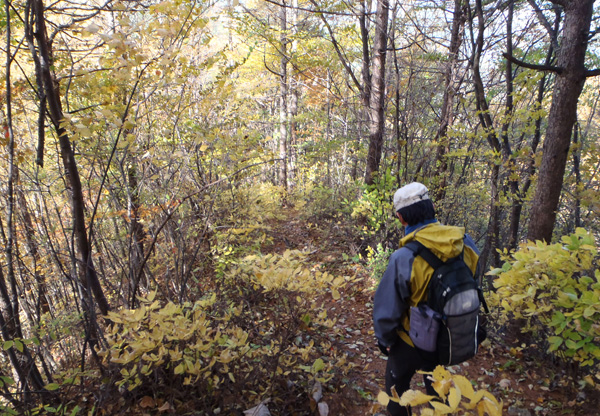 登山道の紅葉