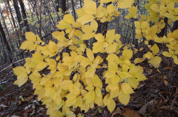 コアジサイの紅葉