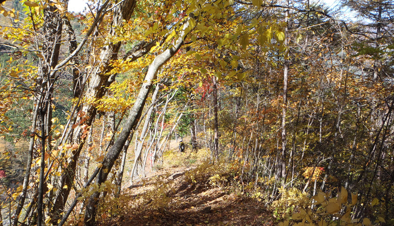 紅葉のトンネル