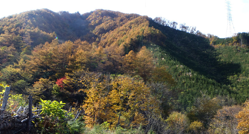 紅葉と緑の配色