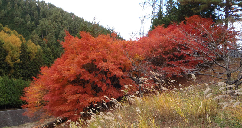 奥野沢川横の紅葉