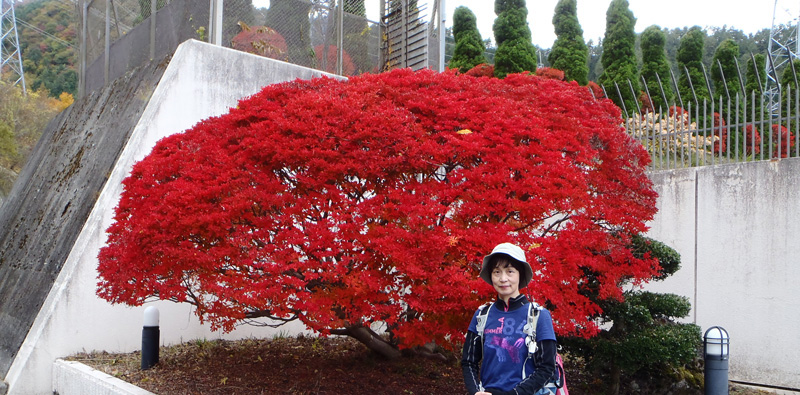 東京電力株式会社東山梨変電所前のドウダンツツジ