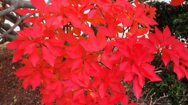 東京電力株式会社東山梨変電所前のドウダンツツジ